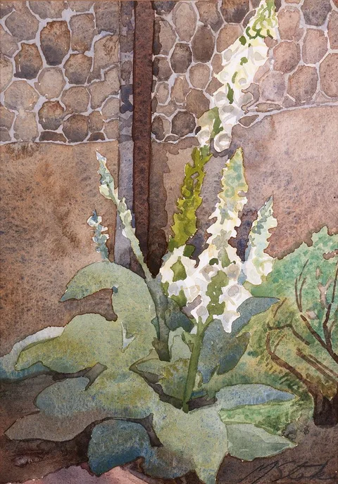 Margaret Stokes, FOXGLOVE, watercolour