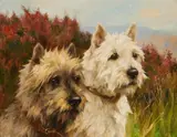 Arthur Wardle, HIGHLAND TERRIERS