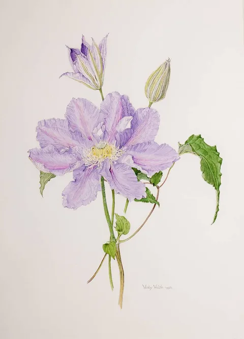 CLEMATIS by Wendy F. Walsh, 1996, watercolour, sold Jul 2023