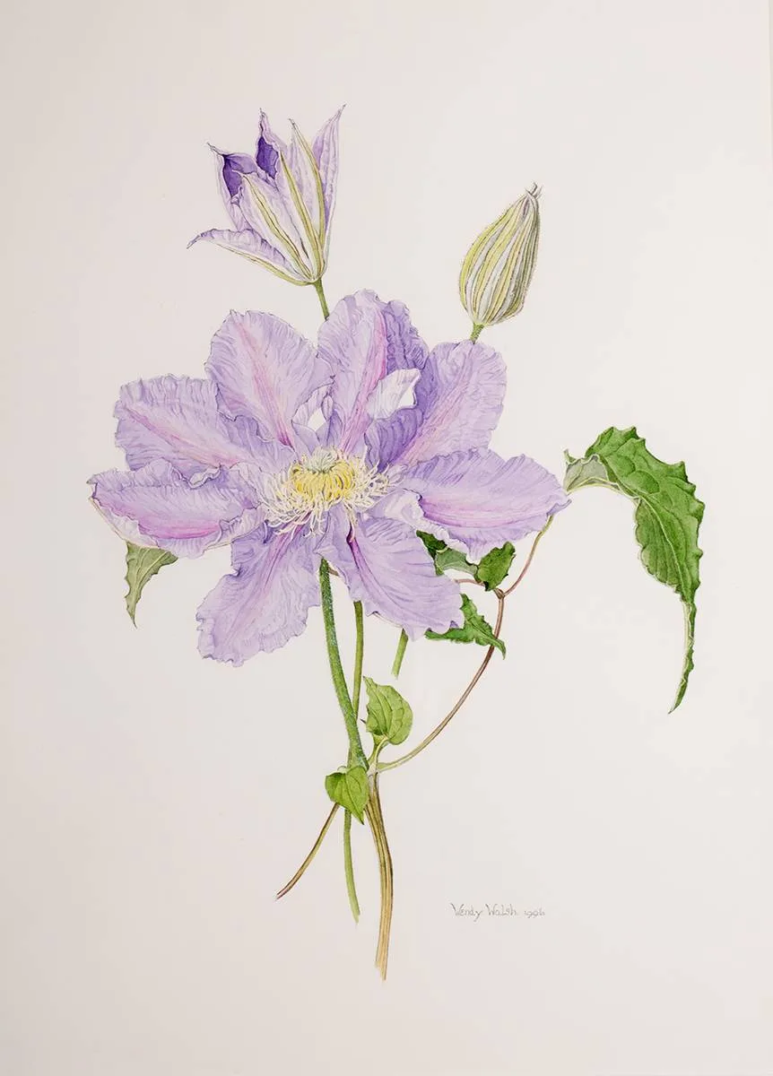 CLEMATIS by Wendy F. Walsh, 1996, watercolour, sold Jul 2023