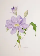 Wendy F. Walsh, CLEMATIS