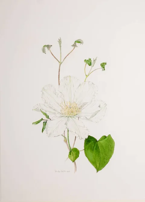 WHITE CLEMATIS by Wendy F. Walsh, 1996, watercolour, sold Jul 2023