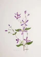 Wendy F. Walsh, FLOWER STUDY
