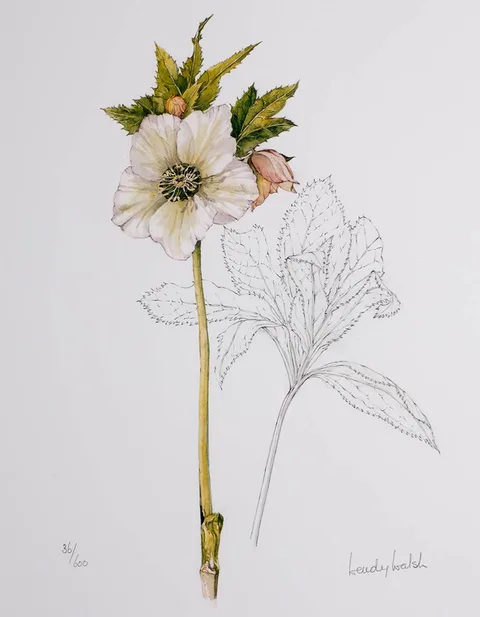 HELLEBORES, 2005 (SET OF THREE) by Wendy F. Walsh, photolithographic prints; (3); (no. 36 from an edition of 600), sold Jul 2023