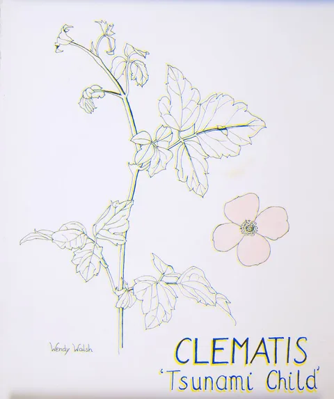 CLEMATIS, 'TSUNAMI CHILD' by Wendy F. Walsh, watercolour and ink; (unframed), sold Jul 2023