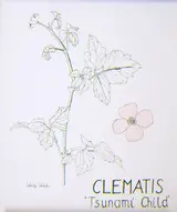 Wendy F. Walsh, CLEMATIS, 'TSUNAMI CHILD'