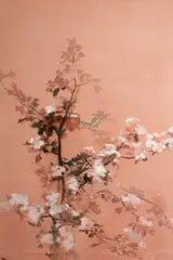Tom Carr, HAWTHORN BLOSSOM
