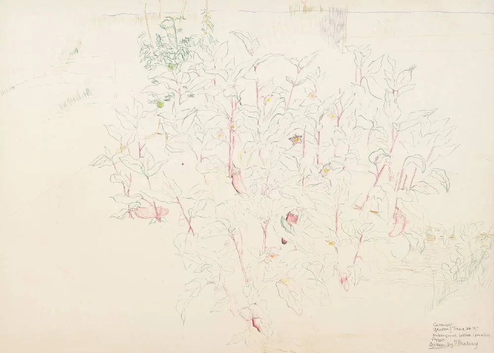 CASSIOPE GARDEN by Patrick Hickey, 1975, coloured pencils, offered Dec 2022