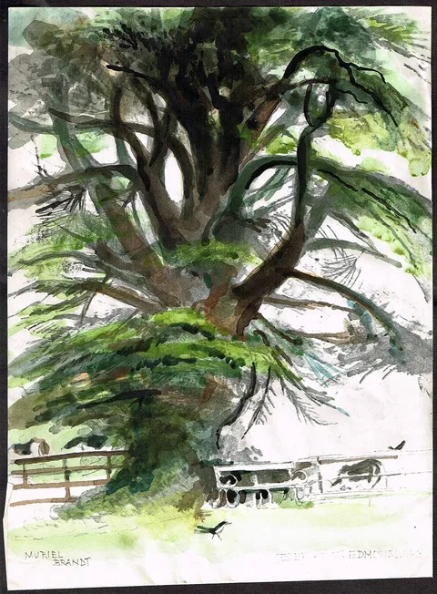 Muriel Brandt, CEDAR AT ST. EDMUNDSBURY, watercolour; (unframed)