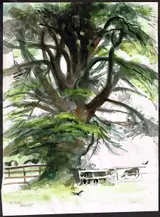 Muriel Brandt, CEDAR AT ST. EDMUNDSBURY