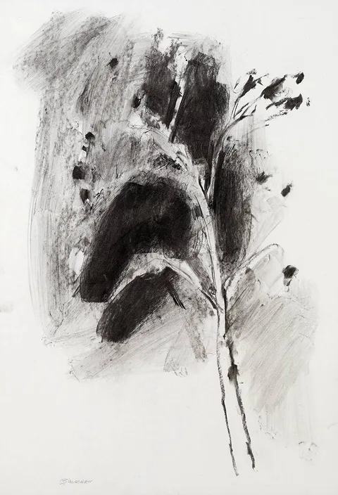 TREE STUDY by Basil Blackshaw, charcoal and wash, offered Nov 2022