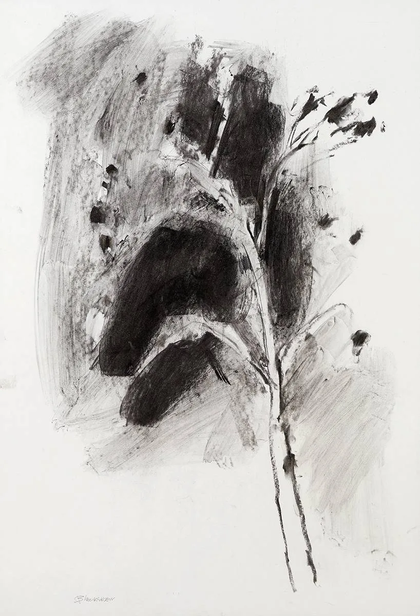 Basil Blackshaw, TREE STUDY, charcoal and wash