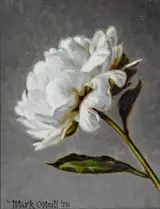 Mark O'Neill, LITTLE MAGNOLIA