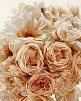 Mark O'Neill, ROSE BOUQUET