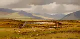 Arthur H. Twells, STACKING AT MAAM BOG, COUNTY GALWAY