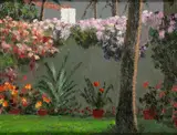 Ciaran Clear, CORNER OF A GARDEN, PUERTO DE LA CRUZ, TENERIFE