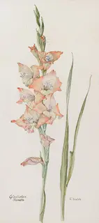 Wendy F. Walsh, GLADIOLUS, STORIETTO