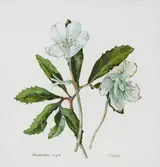 Wendy F. Walsh, HELLEBORUS, NIGER