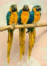 Brian McCarthy, BLUE AND YELLOW MACAW