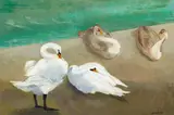Barbara Warren, SWANS ABOVE KINSALE HARBOUR, COUNTY CORK