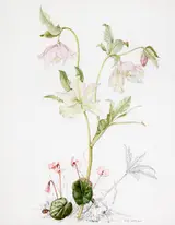 Wendy F. Walsh, FLOWER STUDY