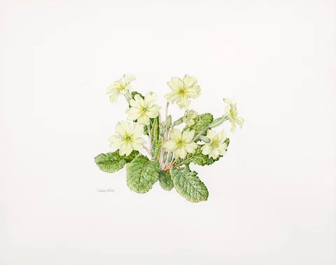 FLOWER STUDY by Wendy F. Walsh, watercolour and pencil, sold Oct 2021