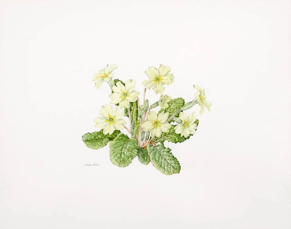 FLOWER STUDY by Wendy F. Walsh, watercolour and pencil, sold Oct 2021