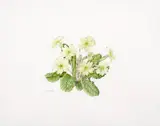 Wendy F. Walsh, FLOWER STUDY
