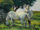 Tom Roche, CONNEMARA PONIES