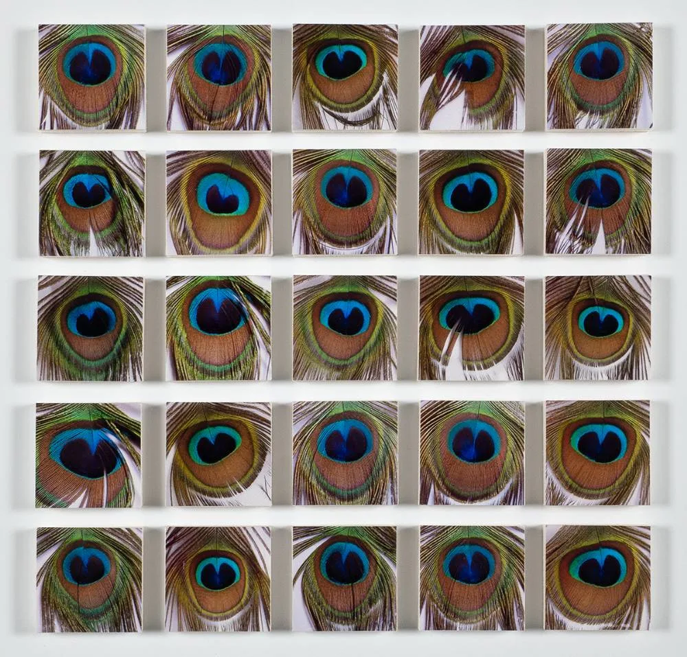 PEACOCK by Lin Osborn, photographic prints mounted on foam board, offered Oct 2021