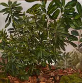 FOREST SCENE WITH RHODODENDRON LEAVES, Whyte's 2021