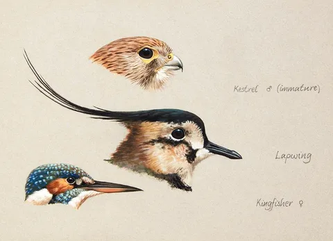 Julian Friers, BIRD STUDIES [KESTRAL, LAPWING, KINGFISHER], pencil and watercolour
