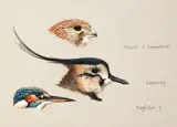 Julian Friers, BIRD STUDIES [KESTRAL, LAPWING, KINGFISHER]