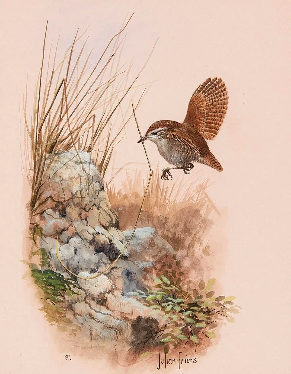 Julian Friers, BIRD STUDY, watercolour