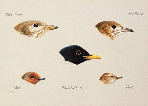 Julian Friers, BIRD STUDIES [MISTLE THRUSH, SONG THRUSH, ROBIN, BLACKBIRD, WREN], pencil and watercolour