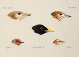 Julian Friers, BIRD STUDIES [MISTLE THRUSH, SONG THRUSH, ROBIN, BLACKBIRD, WREN]