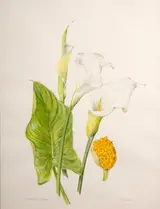 Wendy F. Walsh, ZANTEDESCHIA AETHIOPICA