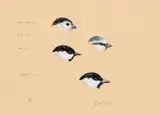 Julian Friers, BIRD STUDIES [LONG TAILED-TIT, BLUE TIT, COAL TIT, GREAT TIT]