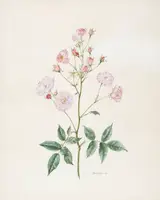 Wendy F. Walsh, FLOWER STUDY