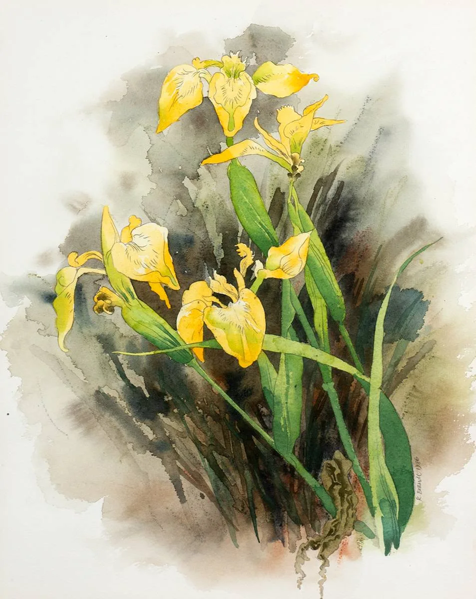 Ruth Brandt, YELLOW IRIS, 1986, watercolour and pencil