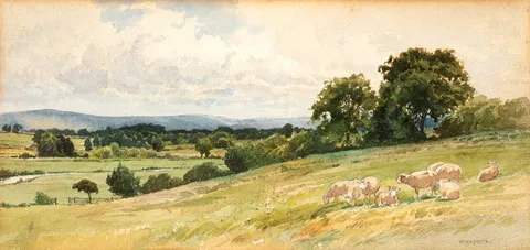 William Magrath, SHEEP IN A FIELD, watercolour over pencil