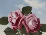 Patrick Hennessy, THE SUMMER ROSES