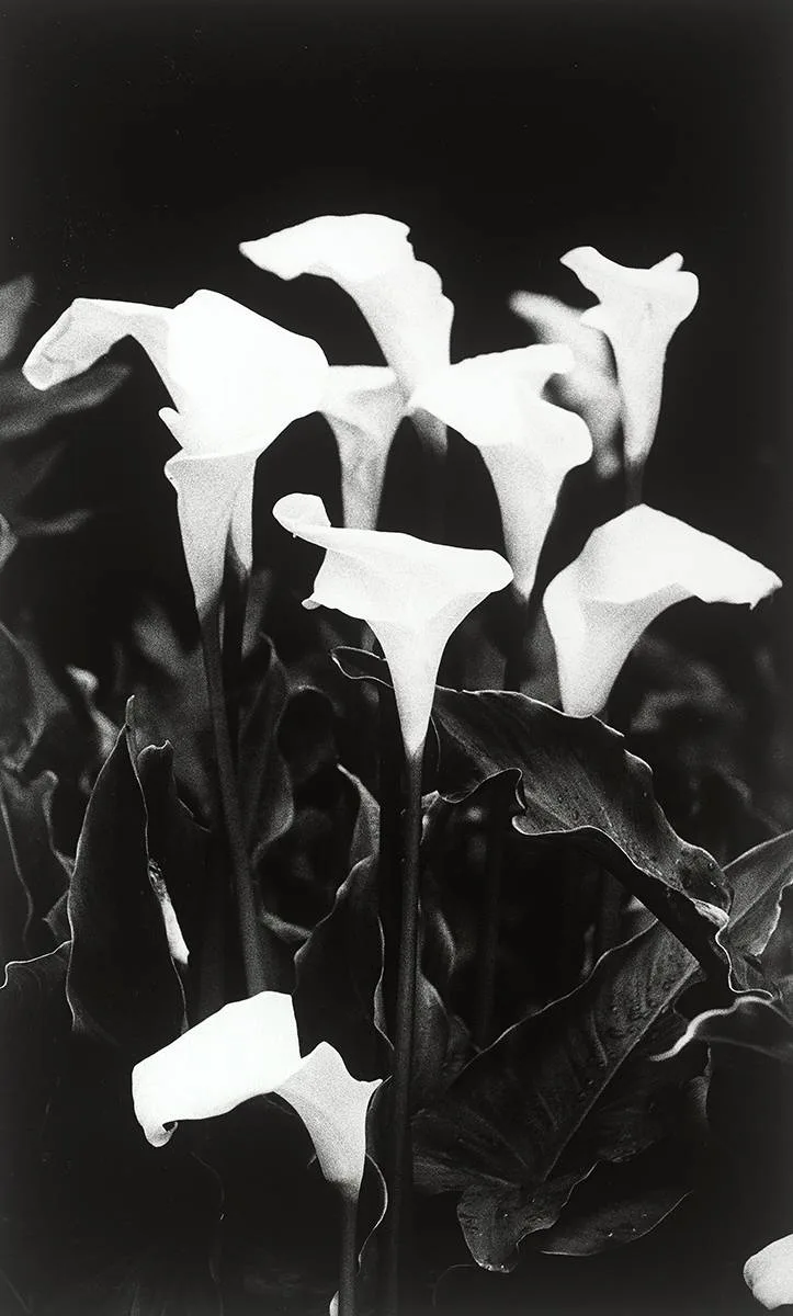 Giles Norman, LILIES, 1999, photographic print in archival ink