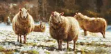 THE LONG THAW, Whyte's 2019