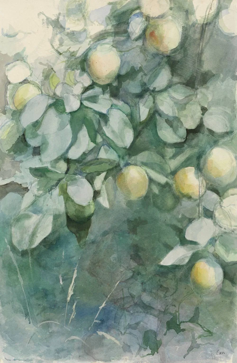 Tom Carr, APPLE TREE, watercolour