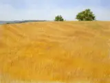 CORN FIELD, Whyte's 2018