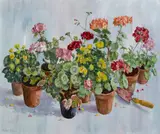 Robert Taylor Carson, GERANIUMS AND BEGONIAS