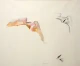 Barrie Cooke, BONE DRAWING