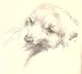 William Orpen, HEAD OF A DOG
