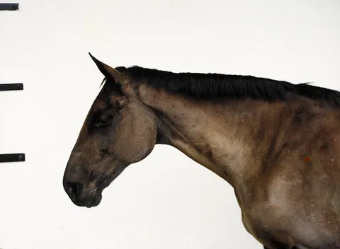 John Gerrard, HORSE PORTRAIT, 2001, photograph; (no. 4 from an edition of 10)